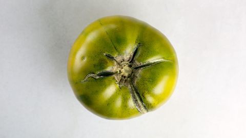 Cherokee Yeşil domates