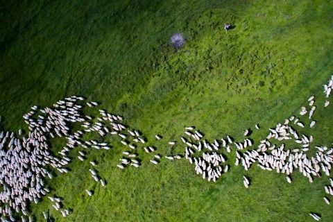 2 Ödülü kategorisi Nature_Wildlife, Szabolcs Ignácz tarafından Sürü