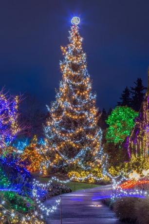 geceleri ışıklı Noel ağacı