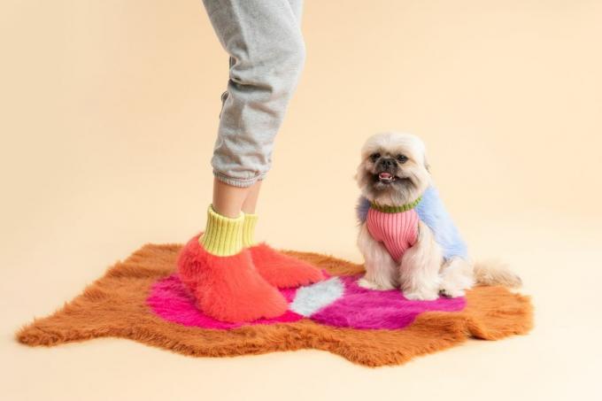 kazak ve pembe gömlek giyen bir köpek